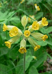 Cowslip, the flower of Worcestershire